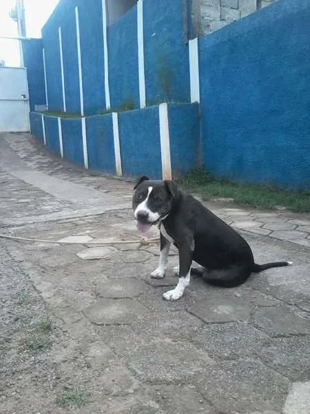 Cachorro ra a Pit-Bull idade 6 ou mais anos nome PATÃO