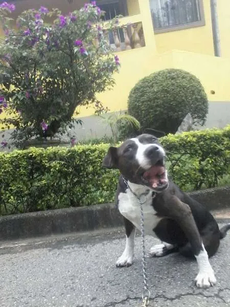 Cachorro ra a Pit-Bull idade 6 ou mais anos nome PATÃO