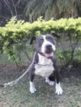 PATÃO