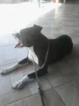 PATÃO