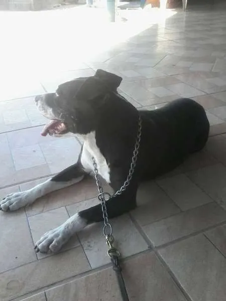 Cachorro ra a Pit-Bull idade 6 ou mais anos nome PATÃO