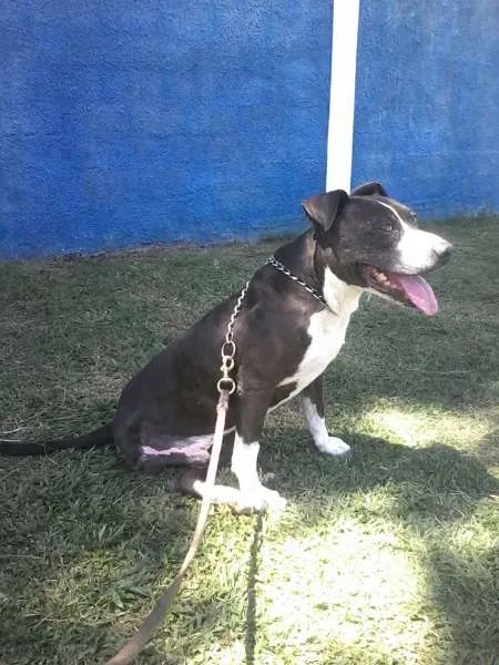 Cachorro ra a Pit-Bull idade 6 ou mais anos nome PATÃO
