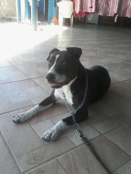 Cachorro ra a Pit-Bull idade 6 ou mais anos nome PATÃO