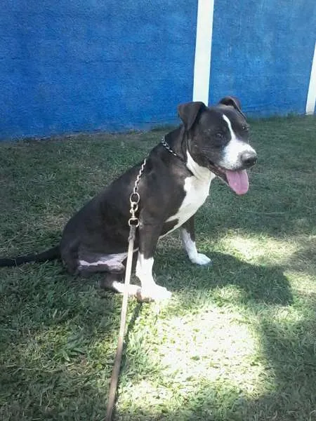 Cachorro ra a Pit-Bull idade 6 ou mais anos nome PATÃO