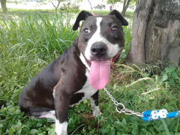 Cachorro ra a Pit-Bull idade 6 ou mais anos nome PATÃO