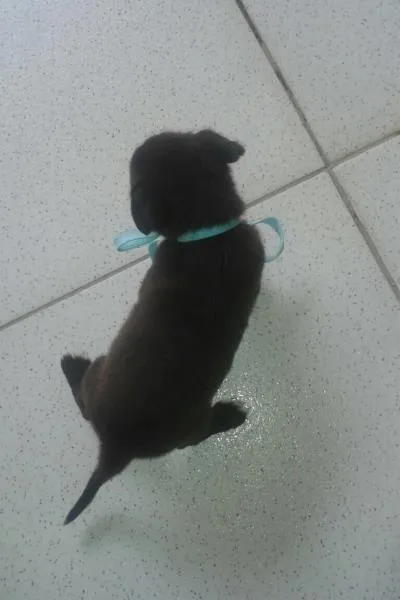 Cachorro ra a vira lata idade Abaixo de 2 meses nome  -