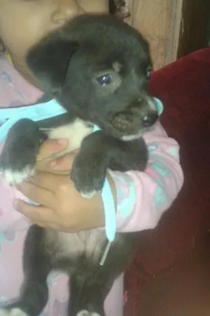 Cachorro raça vira lata idade Abaixo de 2 meses nome  -