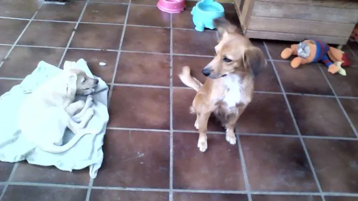 Cachorro raça SRD idade 2 a 6 meses nome Branquinha
