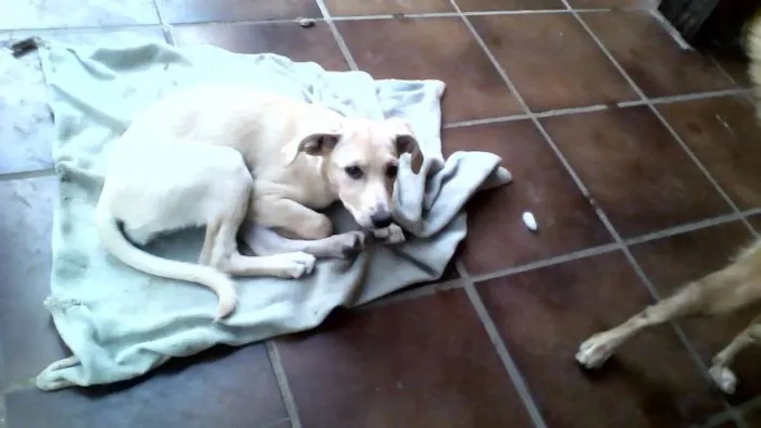 Cachorro raça SRD idade 2 a 6 meses nome Branquinha