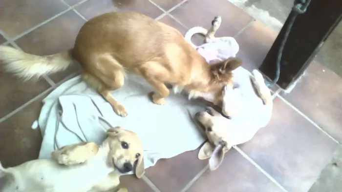 Cachorro raça SRD idade 2 a 6 meses nome Branquinha