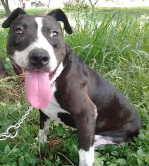 Cachorro raça Pit-Bull idade 6 ou mais anos nome PATÃO