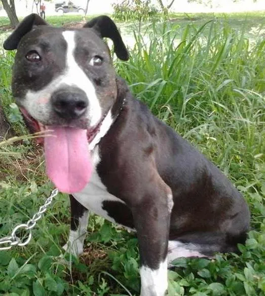 Cachorro ra a Pit-Bull idade 6 ou mais anos nome PATÃO