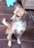 Branquinha