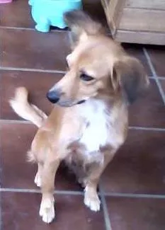 Cachorro raça SRD idade 2 a 6 meses nome Branquinha