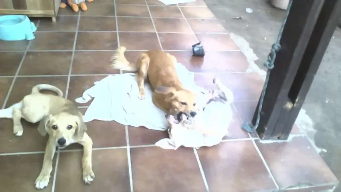 Cachorro raça SRD idade 2 a 6 meses nome Branquinha