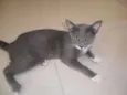 Gato raça  idade 7 a 11 meses nome nego