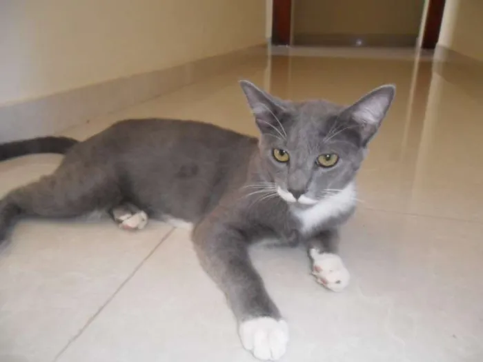Gato raça  idade 7 a 11 meses nome nego