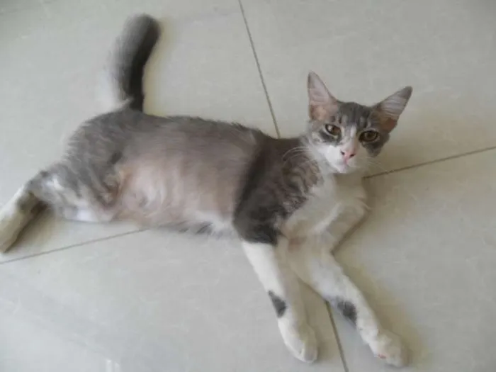 Gato raça  idade 7 a 11 meses nome nego