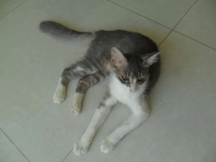 Gato raça  idade 7 a 11 meses nome nego
