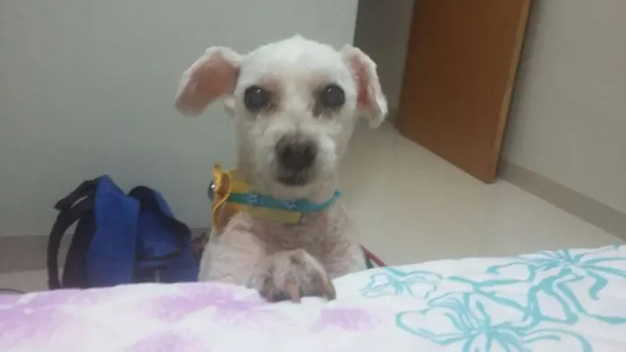 Cachorro ra a poodle idade 6 ou mais anos nome DAIANA GRATIFICA