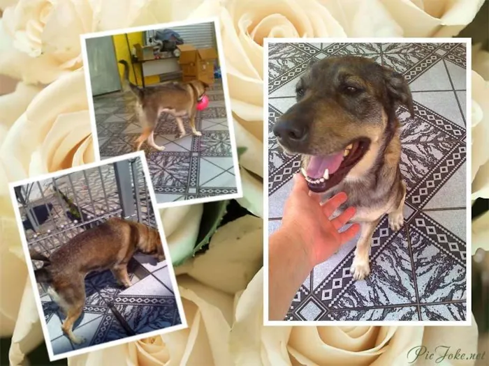 Cachorro raça sem raça definida idade 3 anos nome Meg