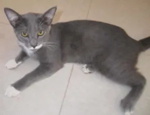 Gato raça  idade 7 a 11 meses nome nego