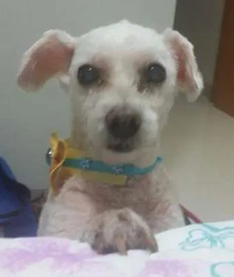 Cachorro ra a poodle idade 6 ou mais anos nome DAIANA GRATIFICA