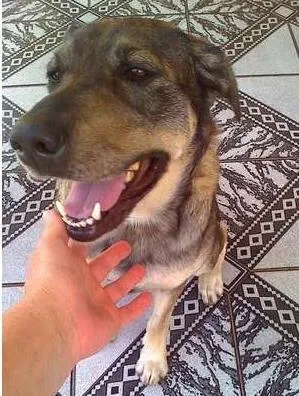 Cachorro raça sem raça definida idade 3 anos nome Meg