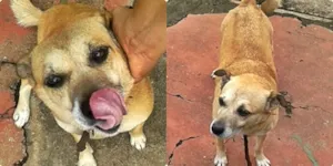 Cachorro raça Vira Lata idade 3 anos nome Bolina