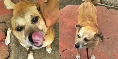 Cachorro ra a Vira Lata idade 3 anos nome Bolina