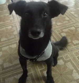 Cachorro raça SRD idade 1 ano nome Fredy