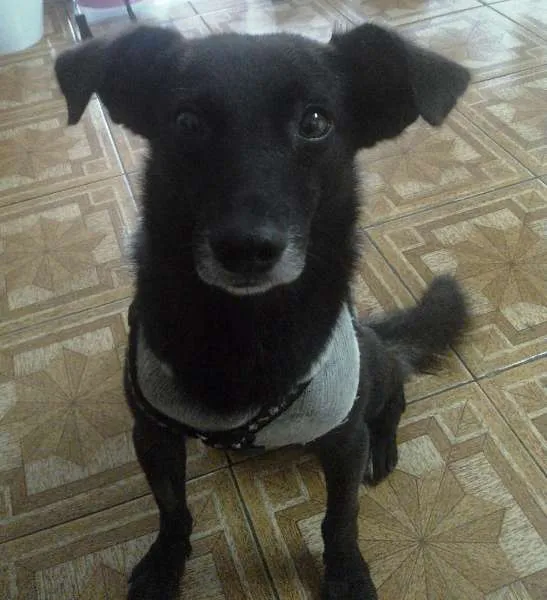 Cachorro ra a SRD idade 1 ano nome Fredy