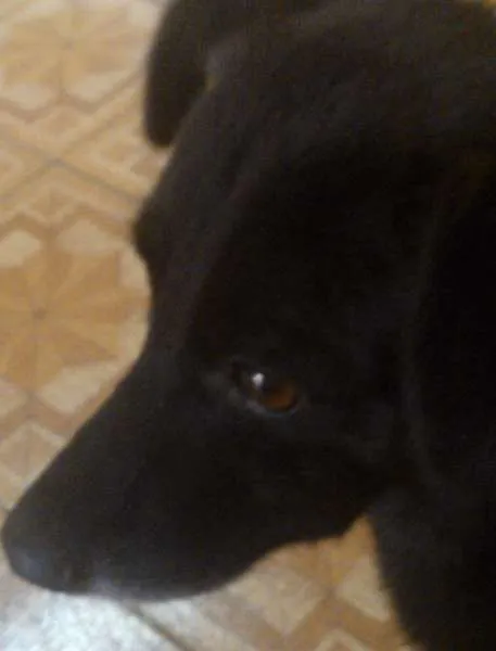Cachorro ra a SRD idade 1 ano nome Fredy
