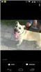Cachorro raça labrador com pitbul idade 1 ano nome keise