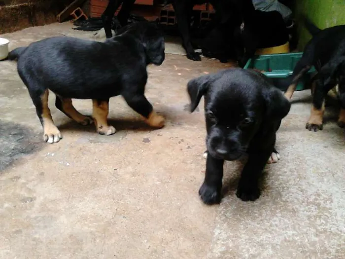 Cachorro ra a filhotes de labradora pai desconhecido  idade Abaixo de 2 meses nome sem nome. colocar a