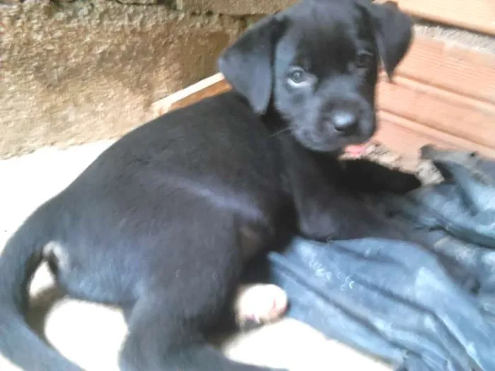 Cachorro ra a filhotes de labradora pai desconhecido  idade Abaixo de 2 meses nome sem nome. colocar a