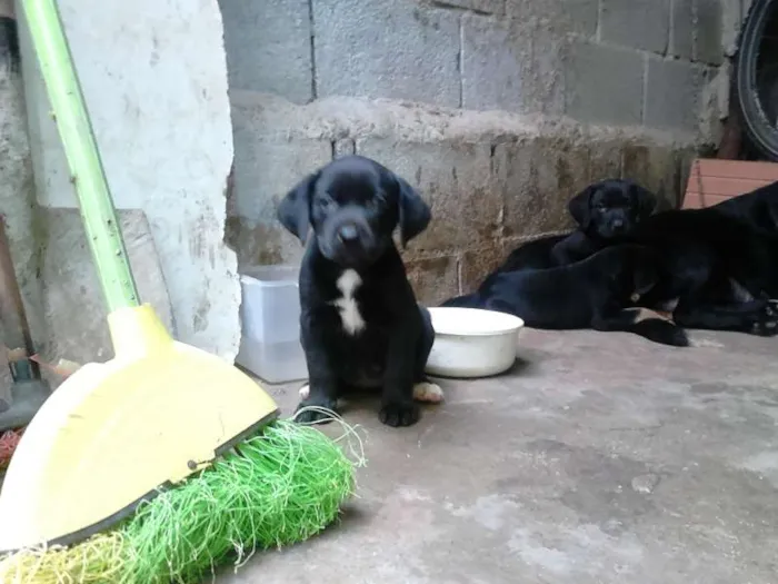Cachorro ra a filhotes de labradora pai desconhecido  idade Abaixo de 2 meses nome sem nome. colocar a