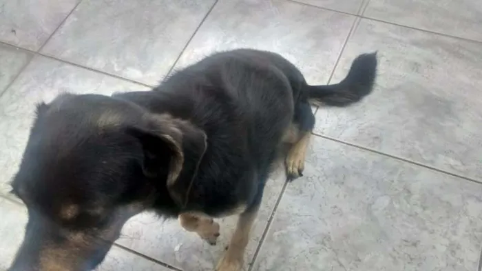 Cachorro raça srd idade 4 anos nome Crystal