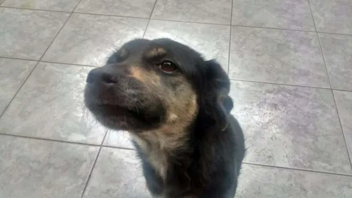 Cachorro raça srd idade 4 anos nome Crystal