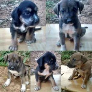 Cachorro raça Vira Lata idade Abaixo de 2 meses nome Indefinido