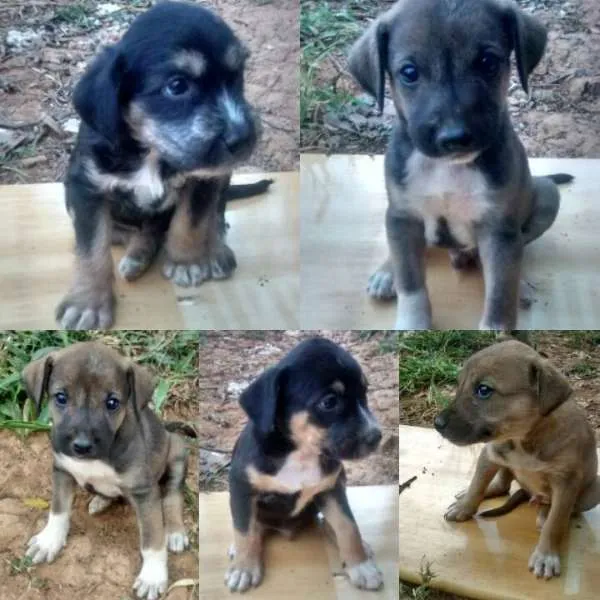 Cachorro ra a Vira Lata idade Abaixo de 2 meses nome Indefinido