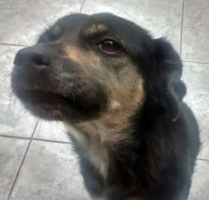 Cachorro raça srd idade 4 anos nome Crystal