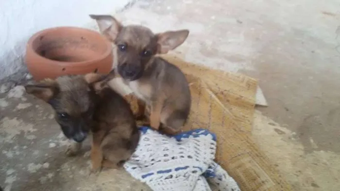 Cachorro ra a Viralata idade 2 a 6 meses nome Dog