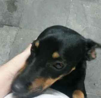 Cachorro ra a SRD idade 2 anos nome Nina