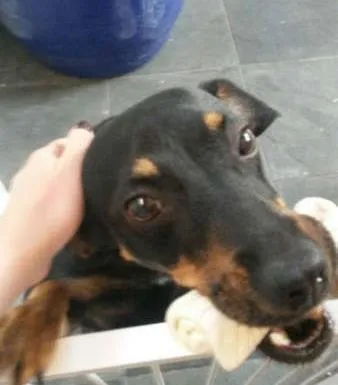 Cachorro ra a SRD idade 2 anos nome Nina