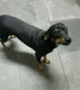 Nina