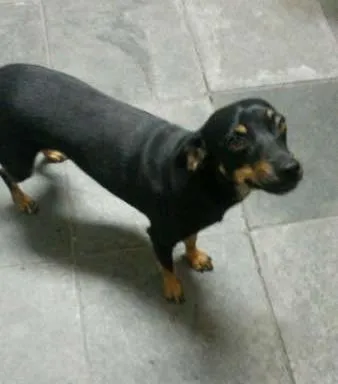 Cachorro ra a SRD idade 2 anos nome Nina