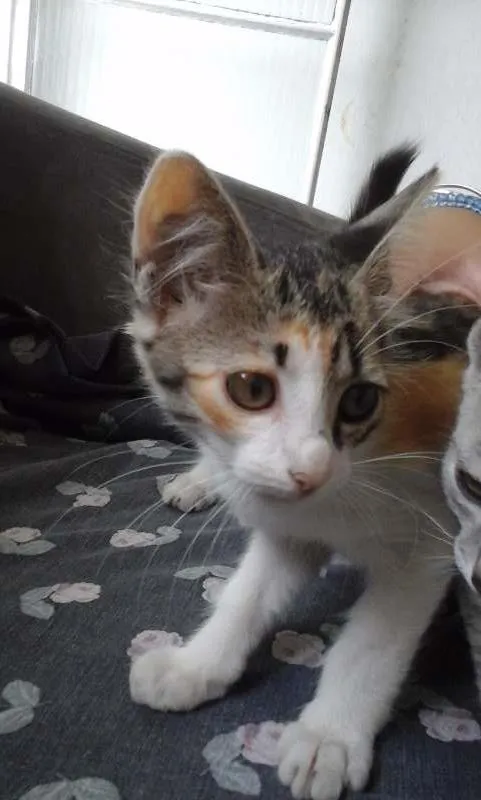 Gato raça indefinida idade 2 a 6 meses nome sem nome