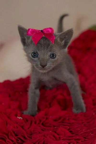 Gato ra a Desconhecido idade Abaixo de 2 meses nome Sem Nome