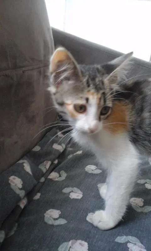 Gato raça indefinida idade 2 a 6 meses nome sem nome